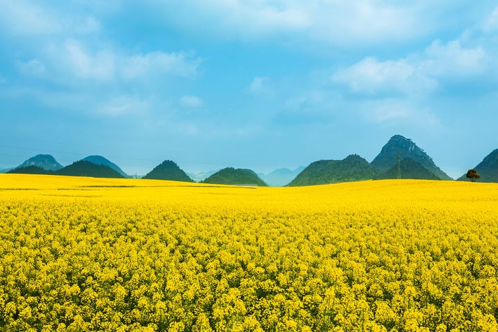 ▲雲南羅平油菜花田有80萬畝油菜花競相綻放，將喀斯特峰林地貌染成一片金色海洋。　圖：shutterstock／來源