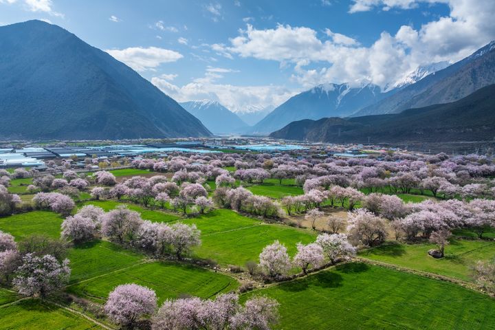 ▲西藏「林芝桃花節」春季登場，盛大花海被譽為是「西藏江南」粉紅饗宴。　圖：shutterstock／來源