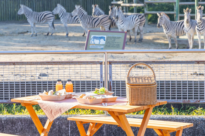 入住 GRANPHIL RESORTS TOBU 可以享受在開園前的時間內與動物共享早餐。　圖：Booking Resort／提供