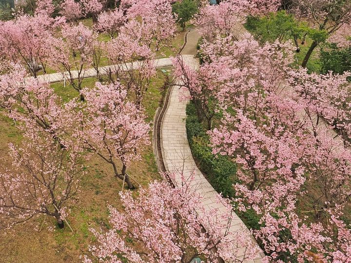 ▲由高空觀賞指南風景區櫻花。　圖：台北市政府工務局大地工程處／提供