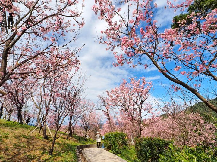▲沿著祈福山徑賞櫻花。　圖：台北市政府工務局大地工程處／提供