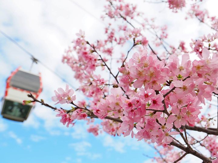 ▲指南風景區櫻花盛開。　圖：台北市政府工務局大地工程處／提供