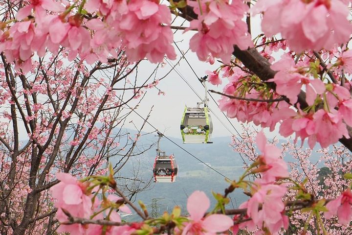 指南風景區賞櫻。　圖：台北市政府工務局大地工程處／提供