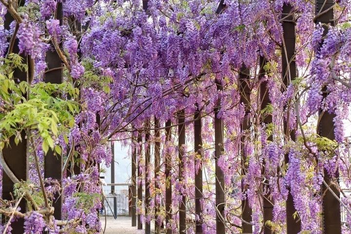 一年一度嘉義「瑞里紫藤花季」登場（資料畫面）。　圖：嘉義縣文化觀光局／提供