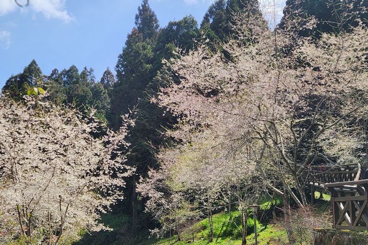 「森之道」的霧社櫻盛開。　圖：林業及自然保育署／提供