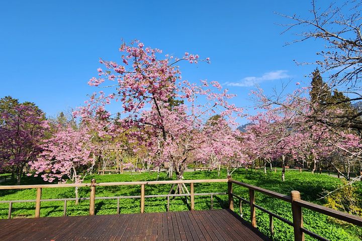 ▲阿里山工作站前阿龜櫻盛開。　圖：林業及自然保育署／提供