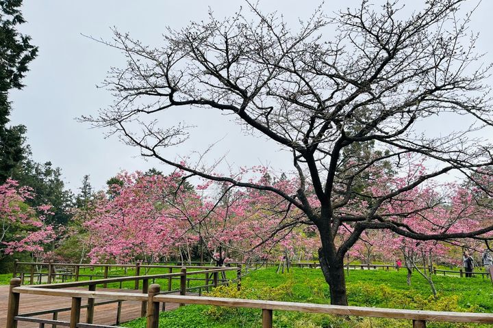 ▲把握3至4月盡情享受阿里山繽紛多彩的春日盛景。　圖：林業及自然保育署／提供