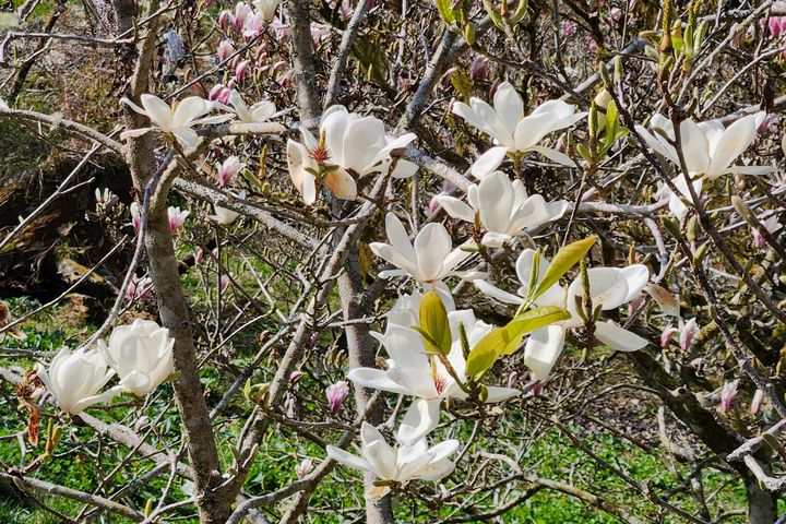 ▲白玉蘭等多種花卉將接力綻放致4月底。　圖：林業及自然保育署／提供