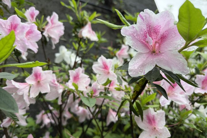 ▲春天正是賞花好時節，櫻花、杜鵑花與油桐花陸續綻放，走訪新北賞花、逛市集、聽音樂，享受春日悠閒時光。　圖：新北市政府觀光旅遊局／提供