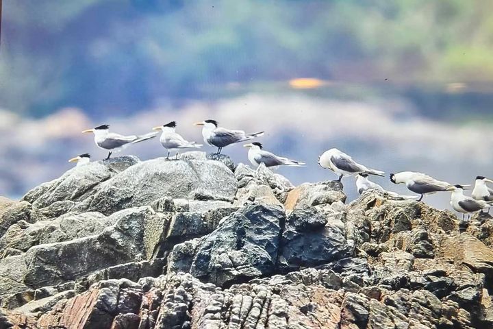 ▲遊馬祖體驗賞鷗行程。　圖：馬祖國家風景區管理處／提供