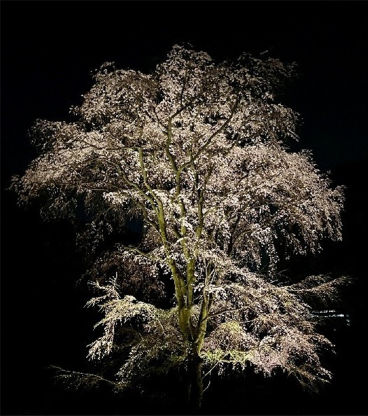  ▲夜色中的枝垂櫻在燈光映照下宛如櫻花瀑布，成為六義園春季夜間賞櫻最具代表性的景觀之一。　圖：東京都公園協会／提供