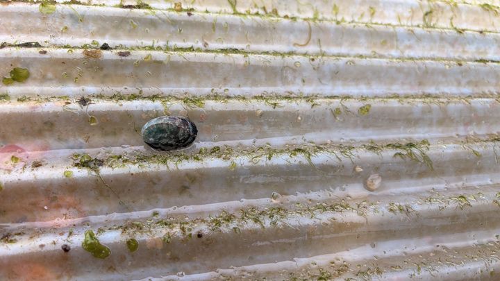 ▲浪板上的九孔苗。　圖：新北市政府漁業及漁港事業管理處／提供