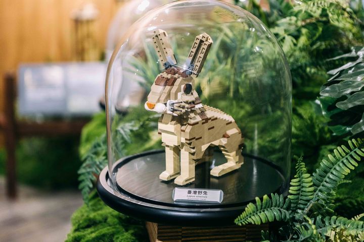 ▲戴樂高老師以近等比例打造東眼山常見動物-台灣野兔樂高模型。　圖：林業保育署新竹分署／提供