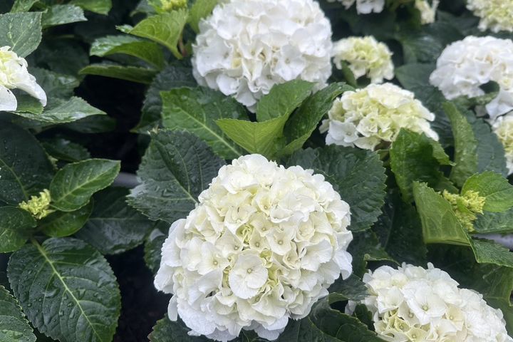 純白色的「ICE BOY」繡球花，在杜鵑花心心可以找到蹤跡。　圖：臺北市政府工務局／提供