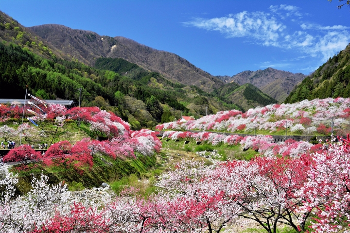 ▲月川溫泉鄉周邊的「花桃之里」是欣賞花桃的最佳地點，一眼望去繽紛美景盡收眼底。　圖：阿智☆昼神観光局／提供