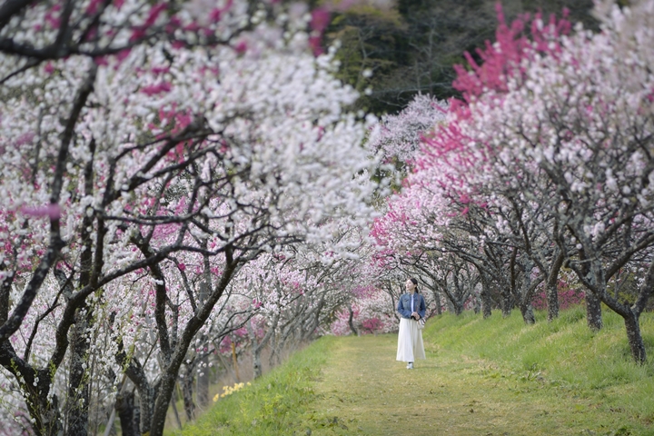 ▲粉嫩色系的花桃絕美程度不輸櫻花，是內行才知道的春季訪日特色之一。　圖：阿智☆昼神観光局／提供