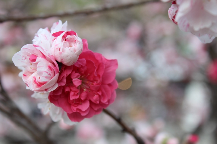 ▲「花桃」其實不算是桃花，是專門用來鑑賞的改良花種，3種不同花色搭配上多瓣花苞，模樣十分可愛。　圖：阿智☆昼神観光局／提供