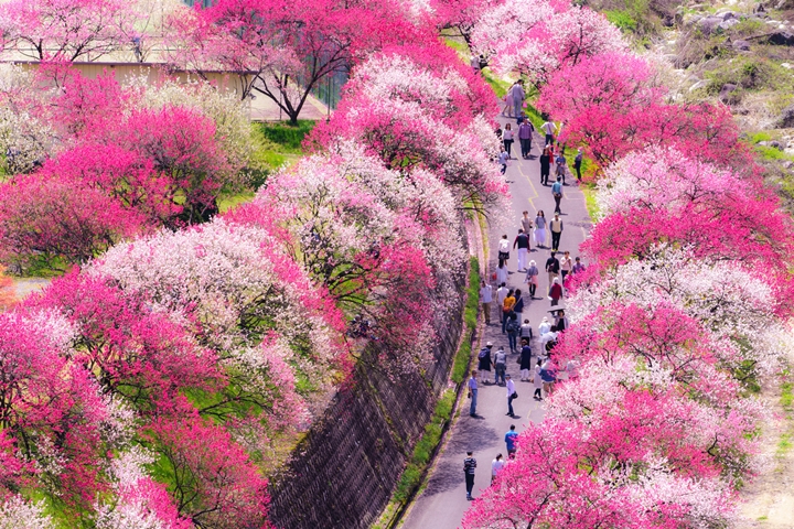 2026年的「花桃祭」將在04/15~05/05登場，到訪阿智村就能賞花吃美食、住宿享星空。　圖：阿智☆昼神観光局／提供