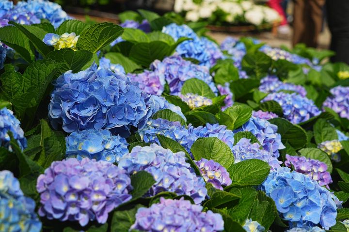 ▲大安森林公園「杜鵑花心心」繡球花－法波羅 FABOLO。　圖：臺北市政府工務局／提供