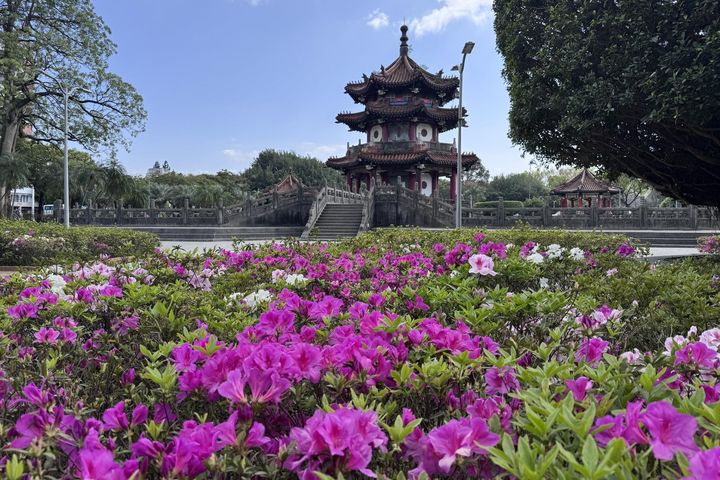 ▲228和平公園八角亭週邊杜鵑花景（攝於03/13）。　圖：臺北市政府工務局／提供