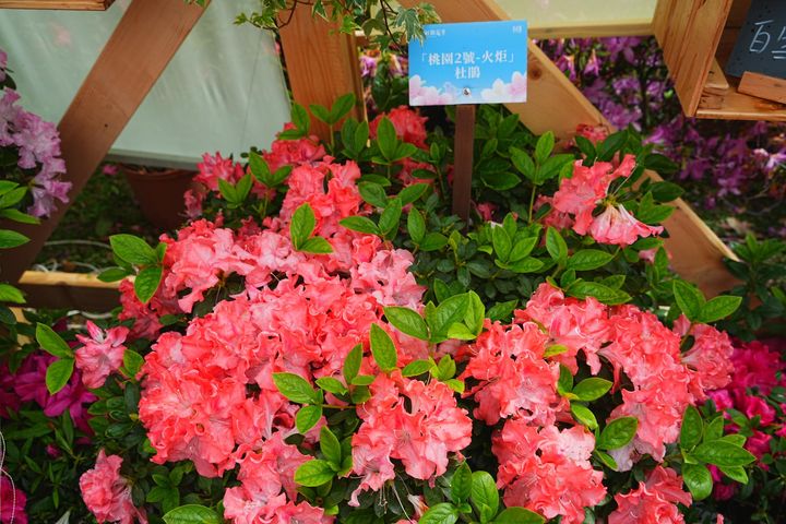 ▲大安森林公園「拾花號」花屋內的「桃園2號」杜鵑鮭魚紅色相當吸睛。　圖：臺北市政府工務局／提供