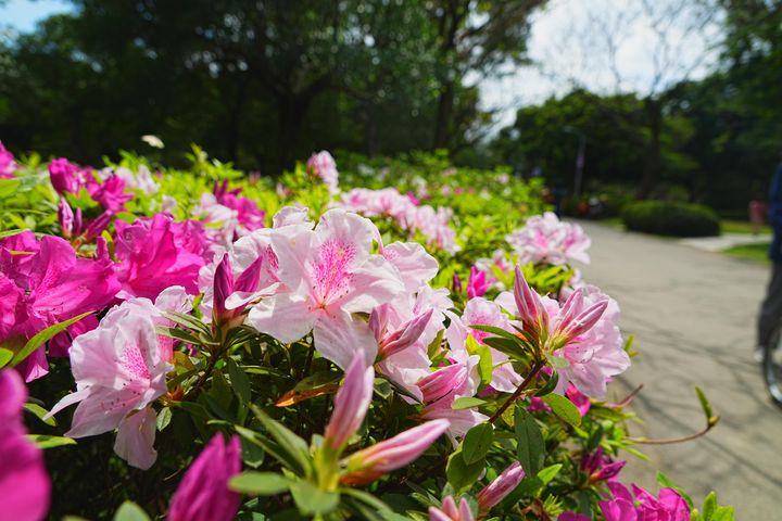 大安森林公園內中央走道杜鵑迎賓進入公園賞花。　圖：臺北市政府工務局／提供