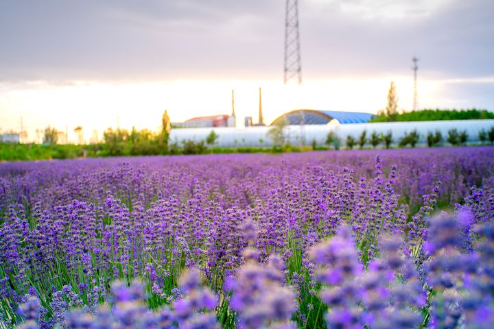 ▲每年夏日新疆薰衣草讓空氣中帶著粉紫的浪漫氣息。　圖：shutterstock／來源