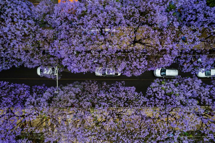 ▲四月下旬昆明藍楹花綻放，成為一條夢幻隧道。　圖：shutterstock／來源 