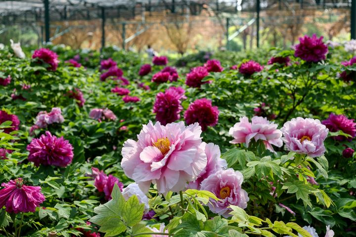 ▲雍容華貴的牡丹花，是春日最霸氣的「嬌」點。　圖：shutterstock／來源
