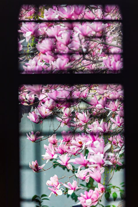 ▲三月時節在江南蘇州處處可見高雅的木蘭花。　圖：shutterstock／來源