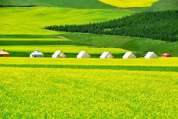 ▲青海祁連山油菜花在每年七月盛開，花海綿延數十公里。　圖：shutterstock／來源