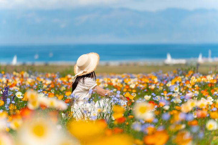初夏遊新疆別錯過賽里木湖盛開的野生罌粟花。　圖：shutterstock／來源