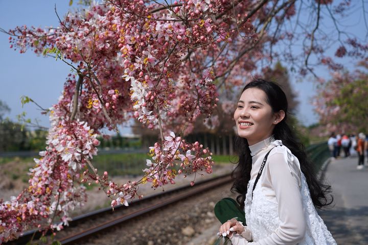 ▲搭「台灣好行－跑水求財線」，自高鐵彰化田中站或台鐵田中站、二水站轉乘，於「源泉派出所」站下車即可直達花旗木步道。　圖：參山國家風景區管理處／提供