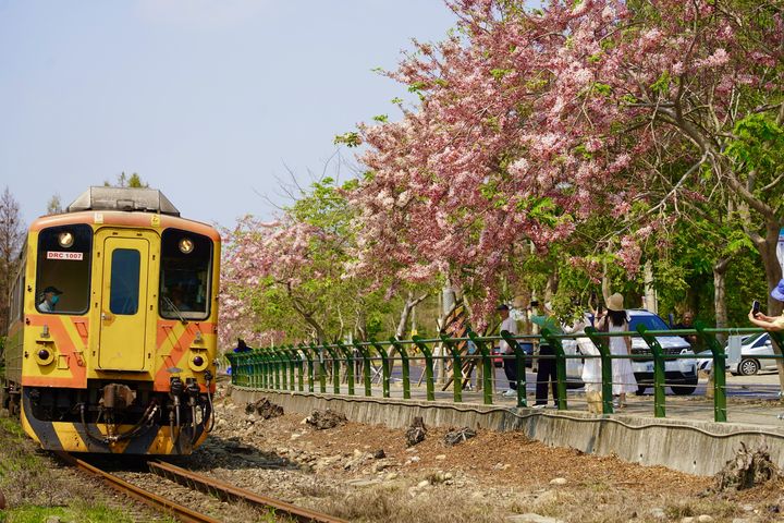彰化二水花旗木大爆發，來場鐵道賞花之旅。　圖：參山國家風景區管理處／提供