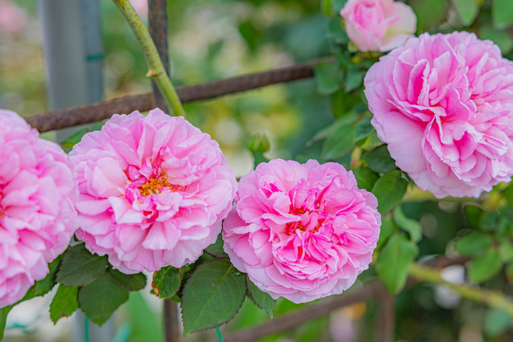 ▲花海區的「粉伊莎夫人」帶有濃烈強香。　圖：臺北市政府工務局／提供