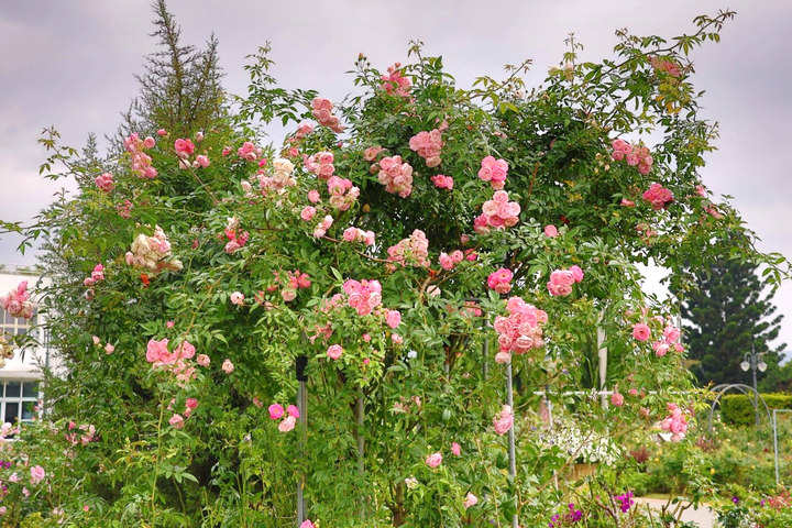 ▲五彩玫瑰園中央的「粉露斯塔（玉蔓）」 。　圖：臺北市政府工務局／提供