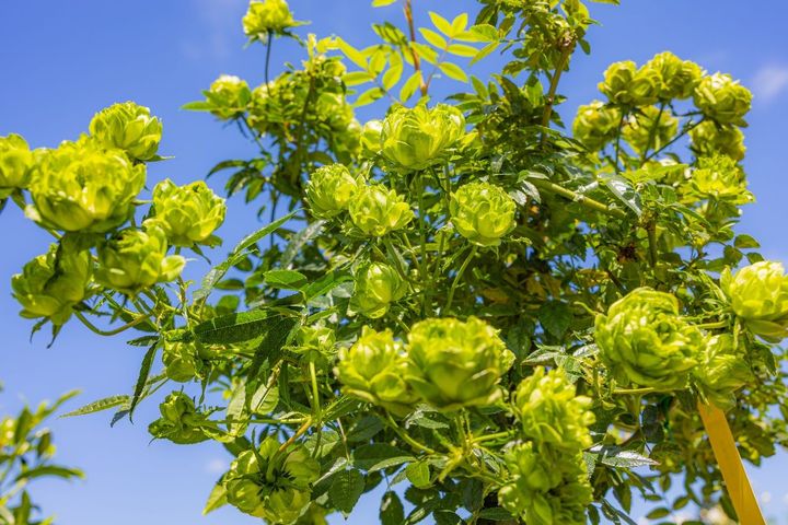 ▲引起玫瑰旋風的「米多莉公主」。　圖：臺北市政府工務局／提供