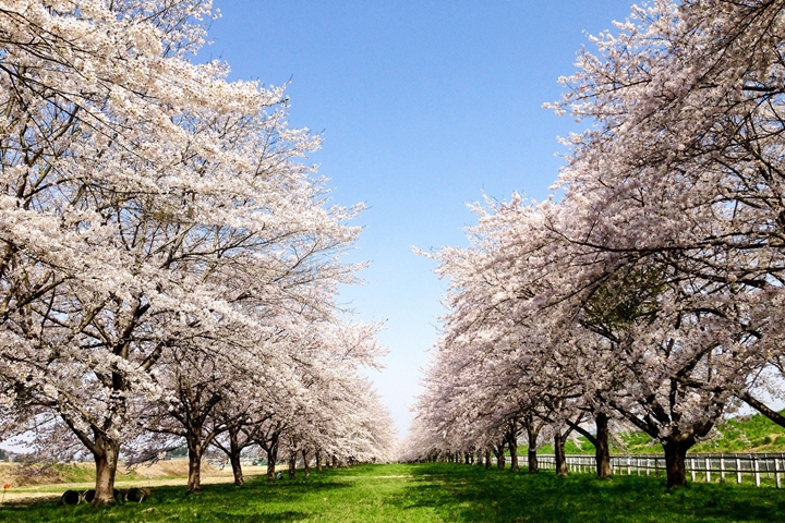 ▲2026年度櫻花隧道開放期間尚未敲定，但根據往年慣例將會落在4月上旬前後宣布。　圖：岩手縣、奧州市／提供