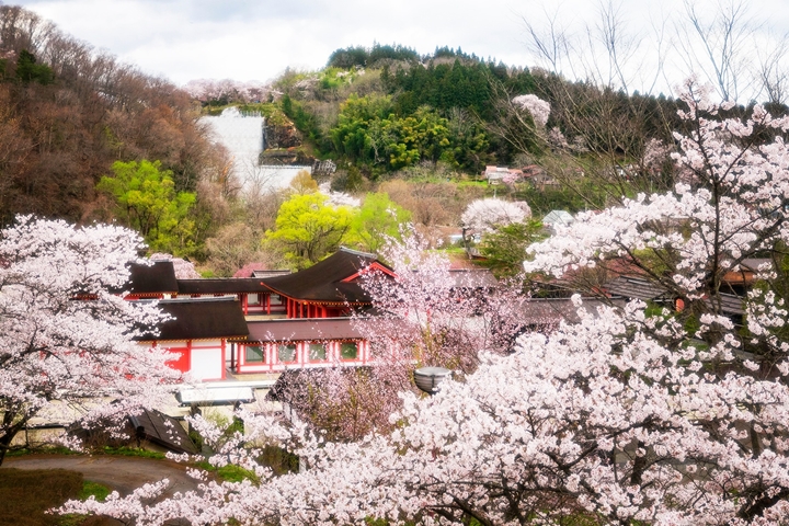 ▲「歷史公園江刺藤原之鄉」緊接著要進入春櫻時節，櫻花季結束後還有紫藤花美景接力盛開。　圖：岩手縣、奧州市、歷史公園江刺藤原之鄉／提供