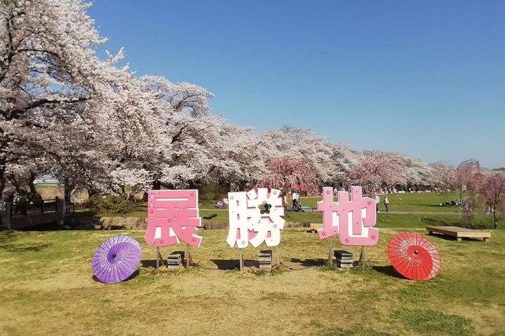 ▲「北上展勝地」每年花季期間能吸引約50萬人到訪。　圖：岩手縣／提供