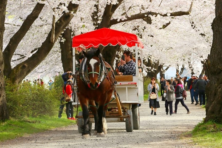 ▲觀光馬車在開花期間每日10:00~17:00行駛。　圖：岩手縣／提供