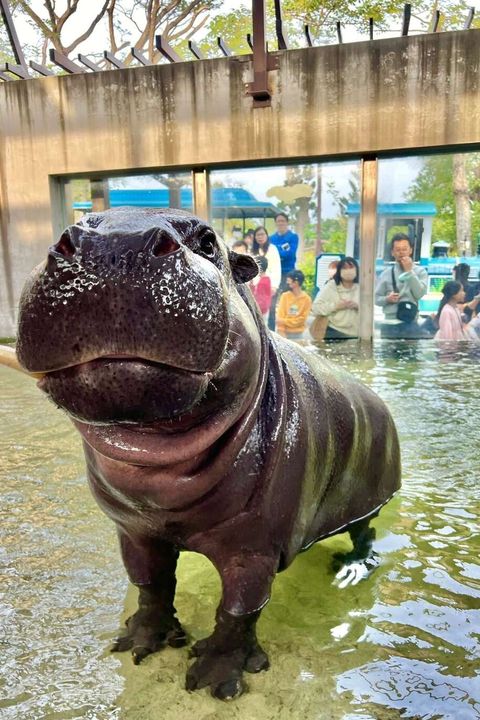 ▲侏儒河馬「圓寶」。　圖：高雄市政府觀光局／提供