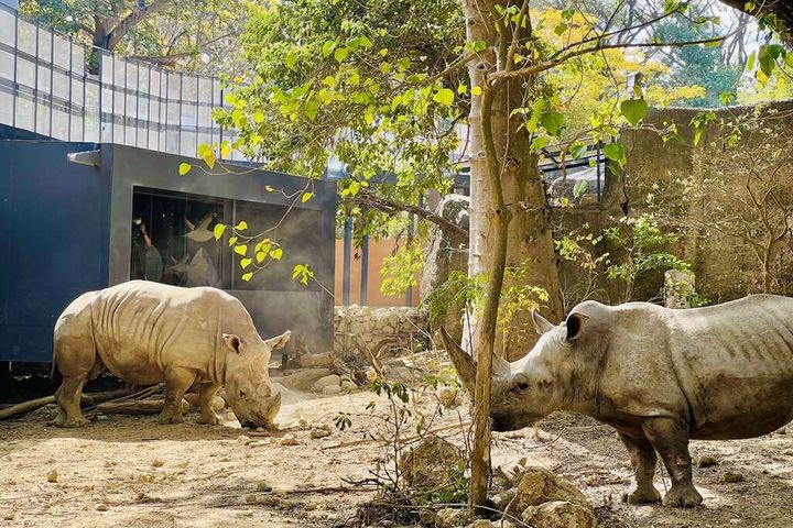 ▲白犀牛「犀奇」與「寶寶」。　圖：高雄市政府觀光局／提供