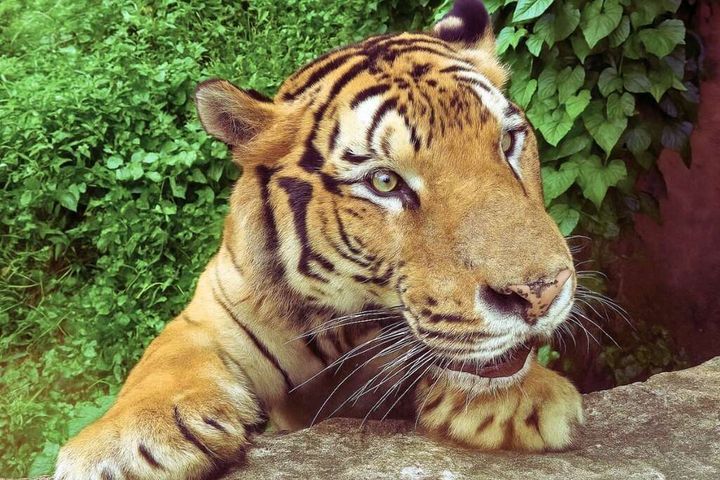▲孟加拉虎「阿生」。　圖：高雄市政府觀光局／提供