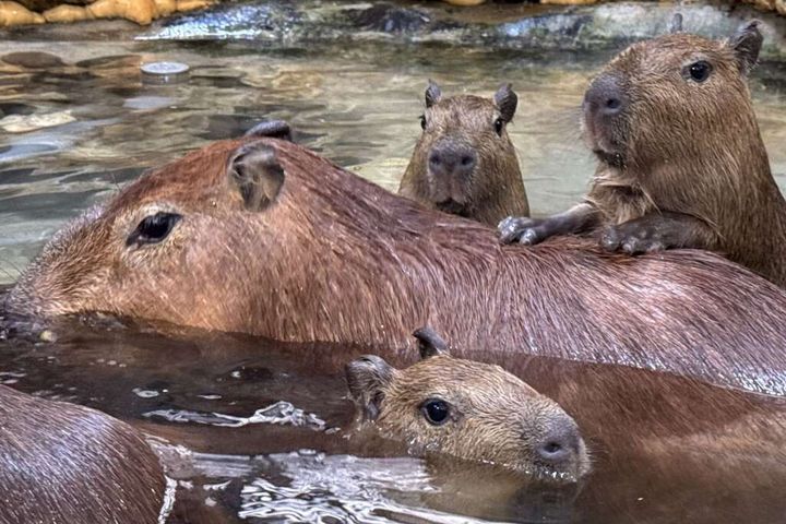 ▲水豚家族。　圖：高雄市政府觀光局／提供