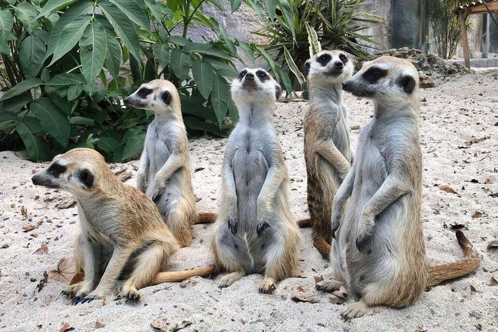 ▲狐獴家族。　圖：高雄市政府觀光局／提供