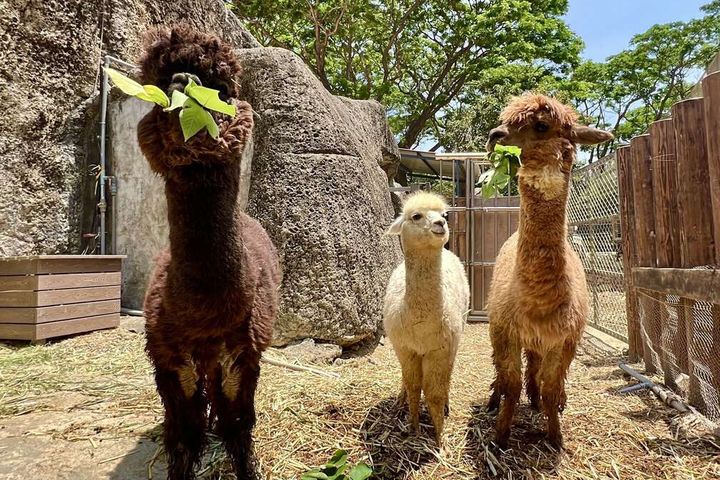 羊駝家族。　圖：高雄市政府觀光局／提供 