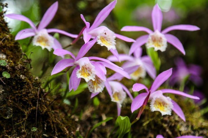 ▲阿里山第一管制站台灣一葉蘭綻放迷人的色彩。　圖：阿里山賓館／提供