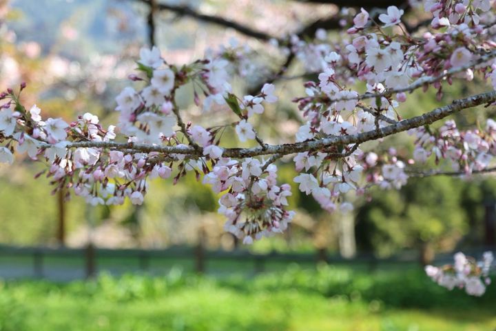 ▲阿里山國家森林遊樂園區染井吉野櫻綻放中。　圖：阿里山賓館／提供
