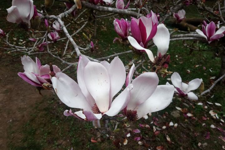 ▲前往姊妹潭的木蘭園，白木蘭盛開。　圖：阿里山賓館／提供